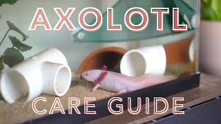 AXOLOTL CARE GUIDE how to care for an axolotl for beginners [upl. by Younger]