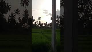 Beautiful village paddy gobichettipalayam [upl. by Tadeas323]