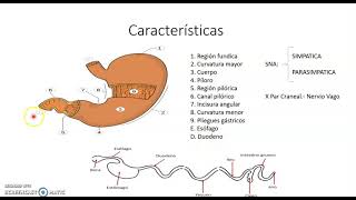 Sistema digestivo ´No Rumiantes´ [upl. by Bay]