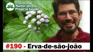 Autor da Própria Saúde  Ervadesãojoão Dor articular pedra nos rins problemas menstruais [upl. by Sprague720]