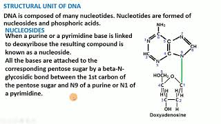 4 Chemical Structure of DNA [upl. by Artair]