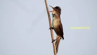 Clamorous Reed Warbler Calls [upl. by Luelle]