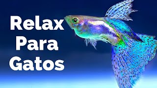 Relajar a Tu Gato🐱🐱  Acuario con Peces y Música para Que se Duerma [upl. by Pembrook]