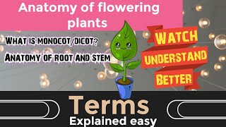 Anatomy of flowering plantsRootampStemExplained simple [upl. by Dnomaid]