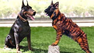 These Are 10 Scariest Looking Dog Breeds [upl. by Norek]