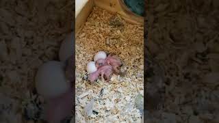 handfeed Pacific Parrotlet breeding [upl. by Cornela]