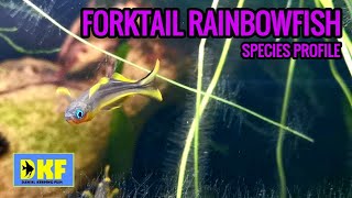 Forktail Rainbowfish species profile [upl. by Ertnom]