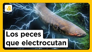 Cómo electrocutan las anguilas eléctricas y más datos impresionantes de OCEANOGRAFÍA  ¡Ojo al dato [upl. by Repsaj]