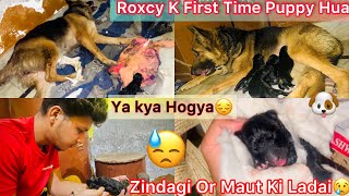 Gsd Giving Birth First Time NewBorn Puppies  Zindagi Or Maut Ki Ladai😔 [upl. by Ellata792]