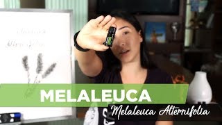 Óleo Essencial de Melaleuca benefícios para que serve [upl. by Nemlaz]