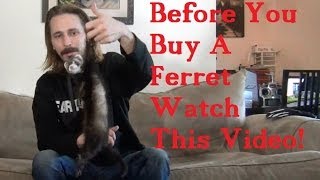 BEFORE you BUY a FERRET watch this VIDEO [upl. by Anitserp]