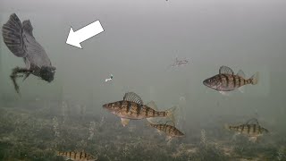 Mysterious Fish Ice Fishing with Underwater Camera Perch Frenzy [upl. by Alliw]