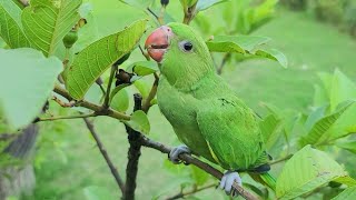 Baby Ringneck Parrot Natural Sounds  Baby Parrot Voice [upl. by Harad]