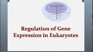 Molecular Basis Of Inheritance 09  Regulation of Gene Expression  Class 12thNEET [upl. by Menzies336]