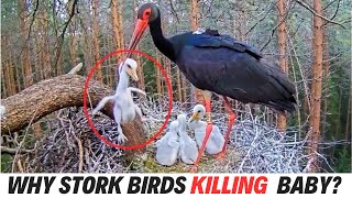 DONT WATCH  Why Storks killed Their babies A Closer Look stork Bird Birds [upl. by Gerri]