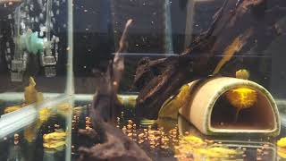 아쿠아랜드 테트라비트 Ⅱ feeding time tetra bits [upl. by Talich]