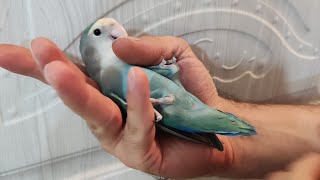 Daily caress and entertainment Parrot Caress [upl. by Nahtnamas]