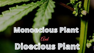 DEFINITION OF MONOECIOUS PLANT AND DIOECIOUS PLANT HINDI [upl. by Town]