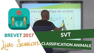 Brevet 2017  Révisions Live de SVT  Classification animale  digiSchool [upl. by Adnorehs950]