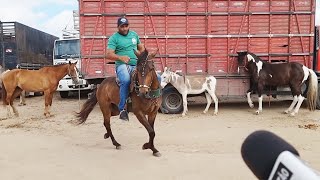 ACOMPANHE A FEIRA DE CAVALOS EM CACHOEIRINHAPE nordeste 24112022 [upl. by Rokach]