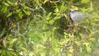 Bandtailed Pigeon Ecuador 2014 [upl. by Tray]