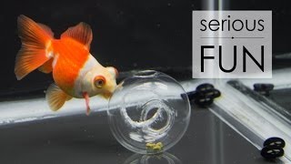 Goldfish Treat Ball  Food Dispensing Toy [upl. by Theresina378]