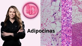 Tecido adiposo  Histologia e adipocinas [upl. by Arammat]