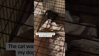 Kitten playing with the dog’s tail😂cat funnyvideo catsoftiktok pet dog funny [upl. by Nadoj]