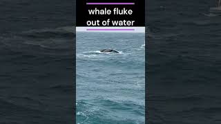 Whale Fluke Out Of Water [upl. by Flann]