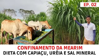 Bezerros Confinados Comendo Capiaçu Uréia e Sal MineralDieta Inicial do Confinamento [upl. by Ivy964]