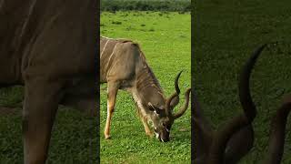 Incredible Barasingha – Nature’s Beauty 🦌🌿quotBarasinghaIndianWildlifeBarasinghaFacts [upl. by Osnofedli129]