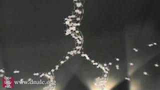 DNA Replication 3D Animation [upl. by Camille]