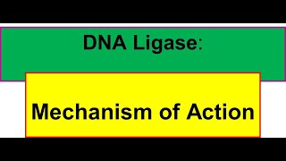 T4 DNA Ligase  Mechanism of Action Phosphodiester bond formation [upl. by Dukie]