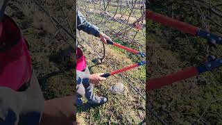 🍇 grapes pruning newzealand pruning grapevine [upl. by Rodney]