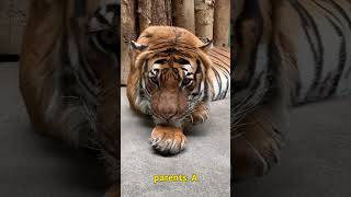 TIGERS DO THIS nature shortvideo [upl. by Adarbil]