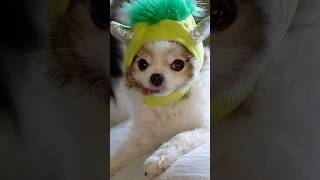 Pomeranian Dogs Fight Over Halloween Costume Hat 👻🥹❤️ shorts puppy cute pomeranian cutedog [upl. by Rahmann199]