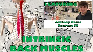 Intrinsic Back Muscles [upl. by Nit]