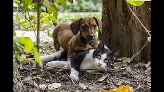 Unveiling the Secrets of Cats amp Dogs Mating Rituals Explained  Cats and dogs Mating  Mating [upl. by Ecinna]