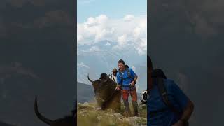 Faire une randonnées avec des Yacks en Valais [upl. by Nedmac]