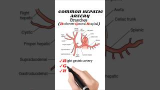 Branches Of Hepatic Artery [upl. by Osterhus]