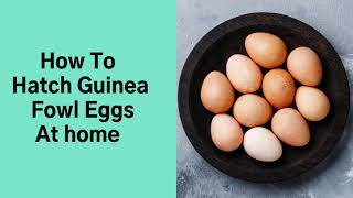 How To hatch Guinea Fowl eggs [upl. by Kyla]