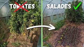 Comment prolonger les récoltes en hiver  Les tomates laissent la place aux salades dans la serre [upl. by Hoffarth]