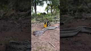 DIY Snake trap made from meters How to make a modern trap quick 100snaketrap shortsvideo snake [upl. by Iahk691]