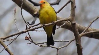 Western Tanager singing [upl. by Anilyx]