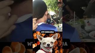 CHIHUAHUA REACTS THE UNEXPECTED MOMENT THAT LEFT IT STUNNED 🐾🤯 ShockReveal memes chihuahua [upl. by Enreval]