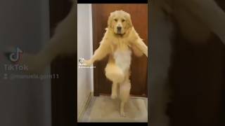 funnyanimals dancevideo funny shortsvideo youtubeshorts cute cat dog cow cycling animal [upl. by Leal903]