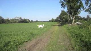 Tetris the borzoi [upl. by Wylie241]