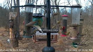 Pine siskins make an appearance on PA Bird Feeder 1 2122024 [upl. by Navlys131]