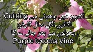 All About Purple Tecoma Vine  How To Grow and Care Purple Tecoma Vine [upl. by Shandeigh]