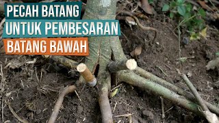 Pecah Batang Untuk Pembesaran Batang Bawah dan Program Akar Bonsai PrehIprik [upl. by Ahsieat274]